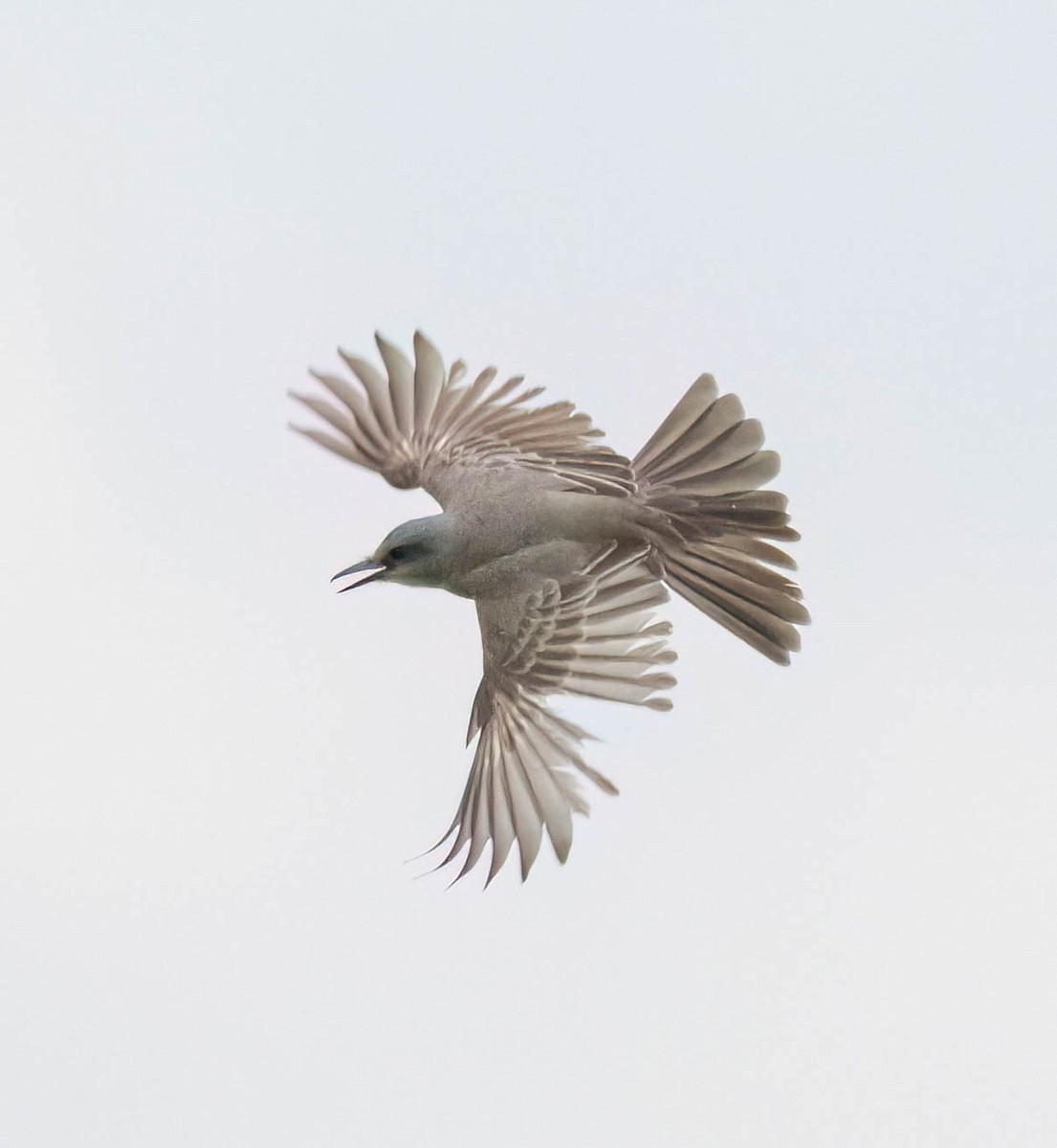Tropical Kingbird - ML638327377