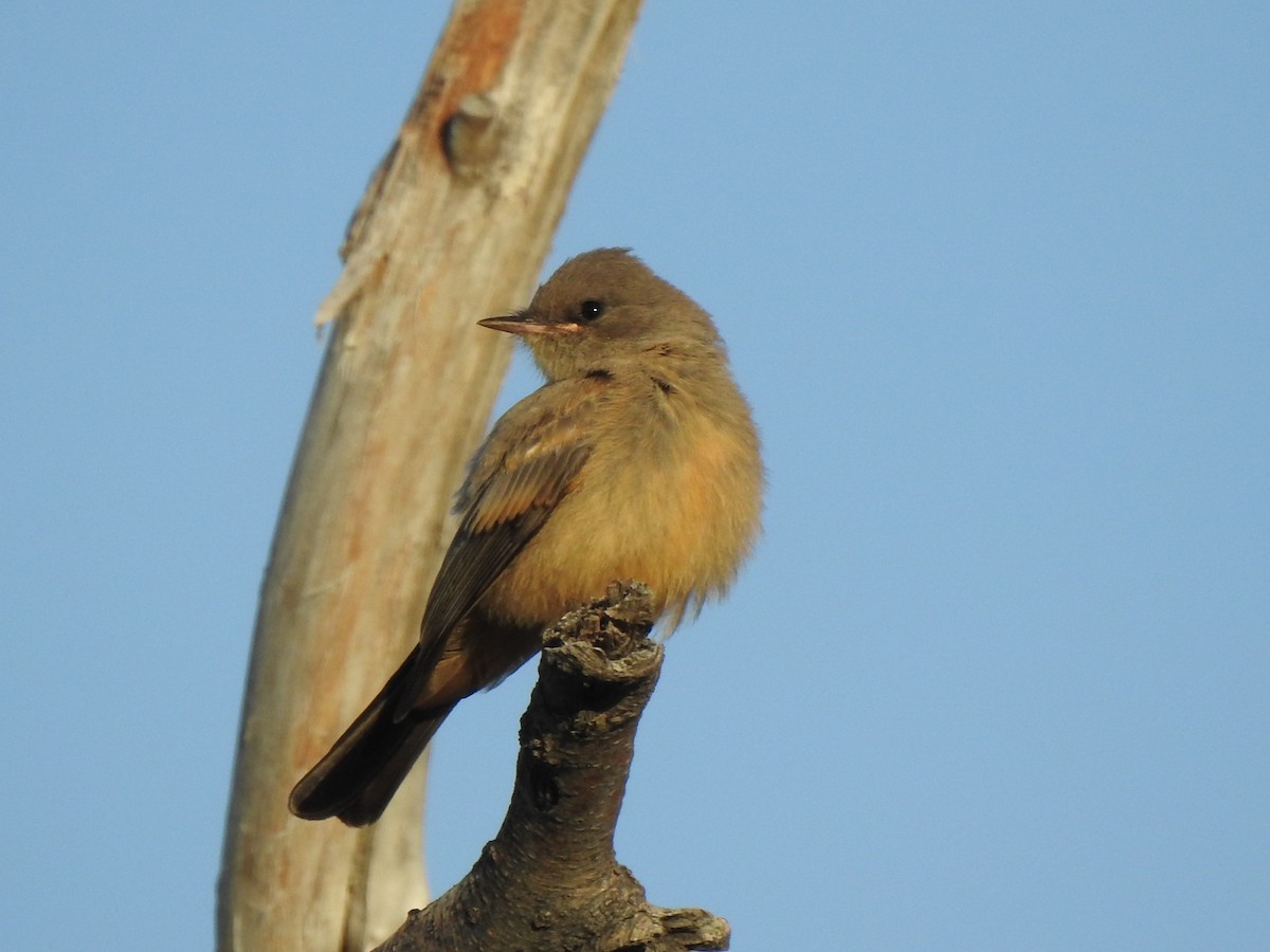 Say's Phoebe - ML638327381
