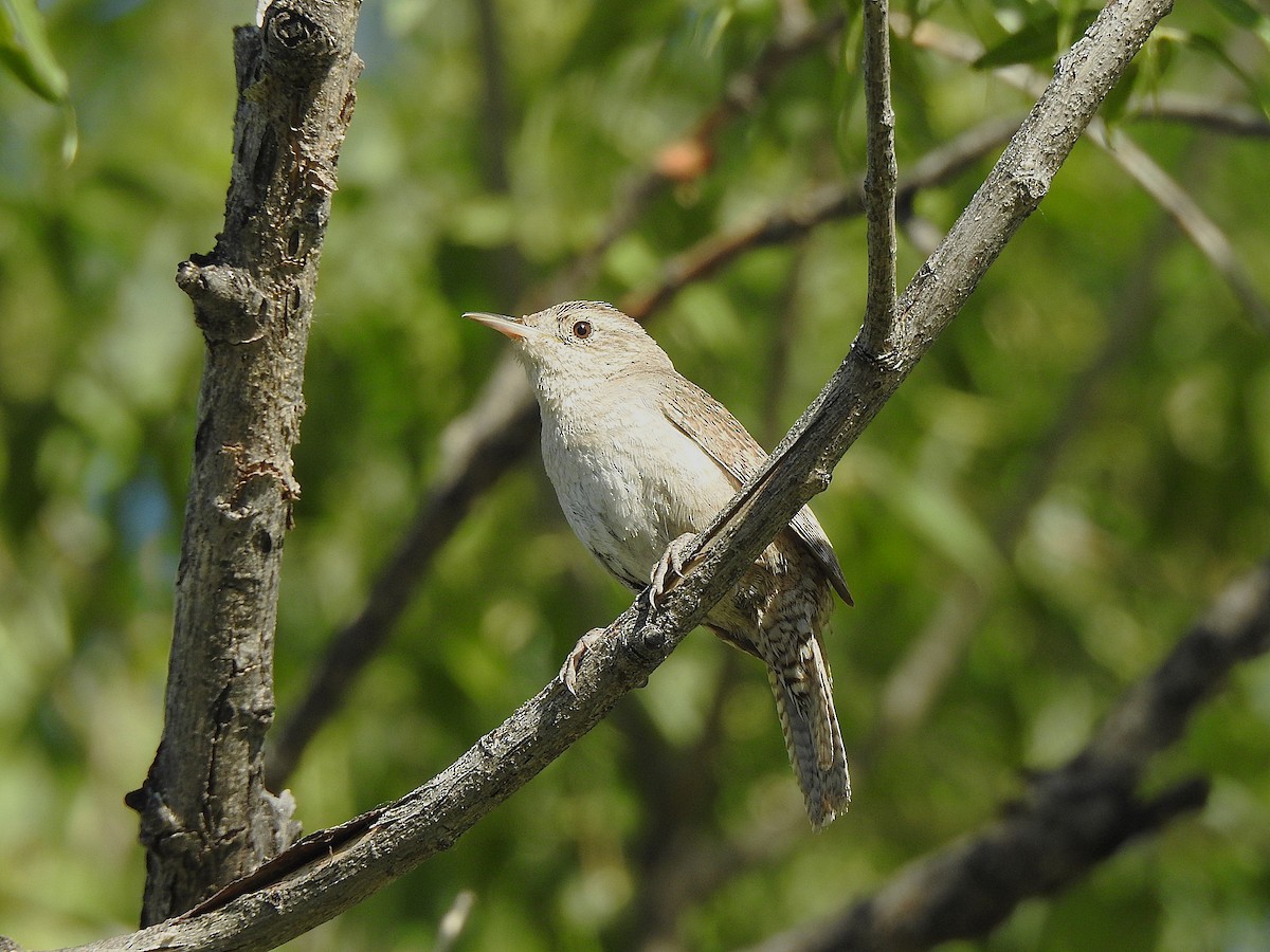 Northern House Wren - ML638327387