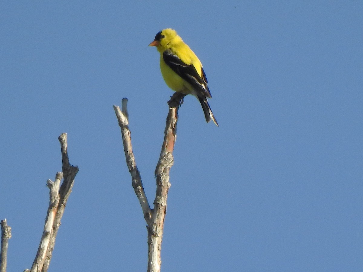 American Goldfinch - ML638327392