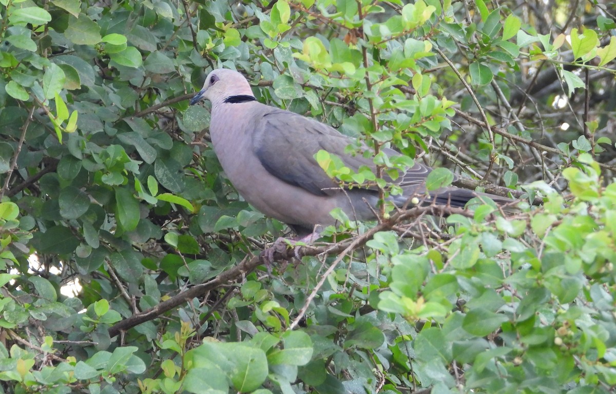 Red-eyed Dove - ML638327393