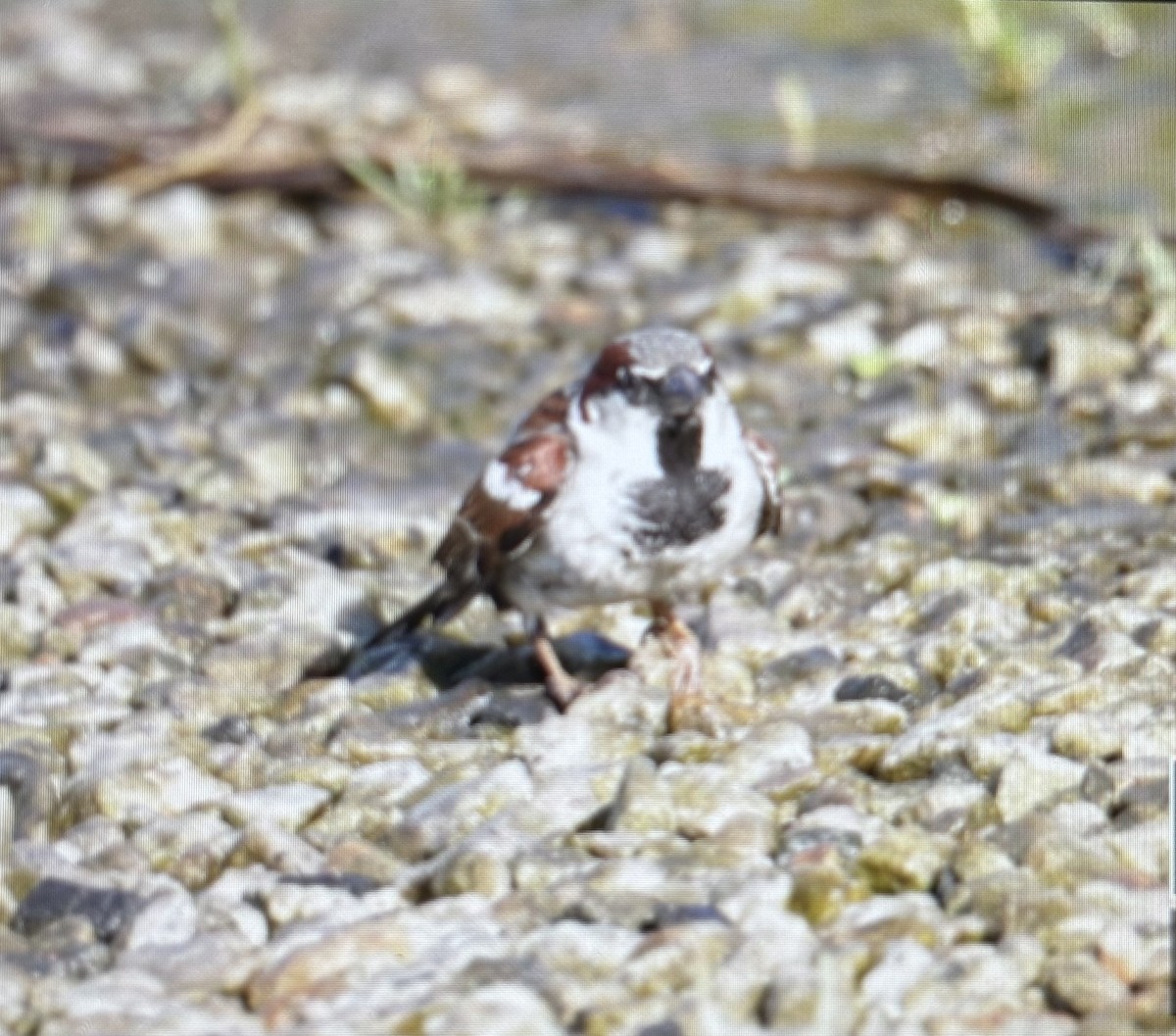 家麻雀 - ML638327402