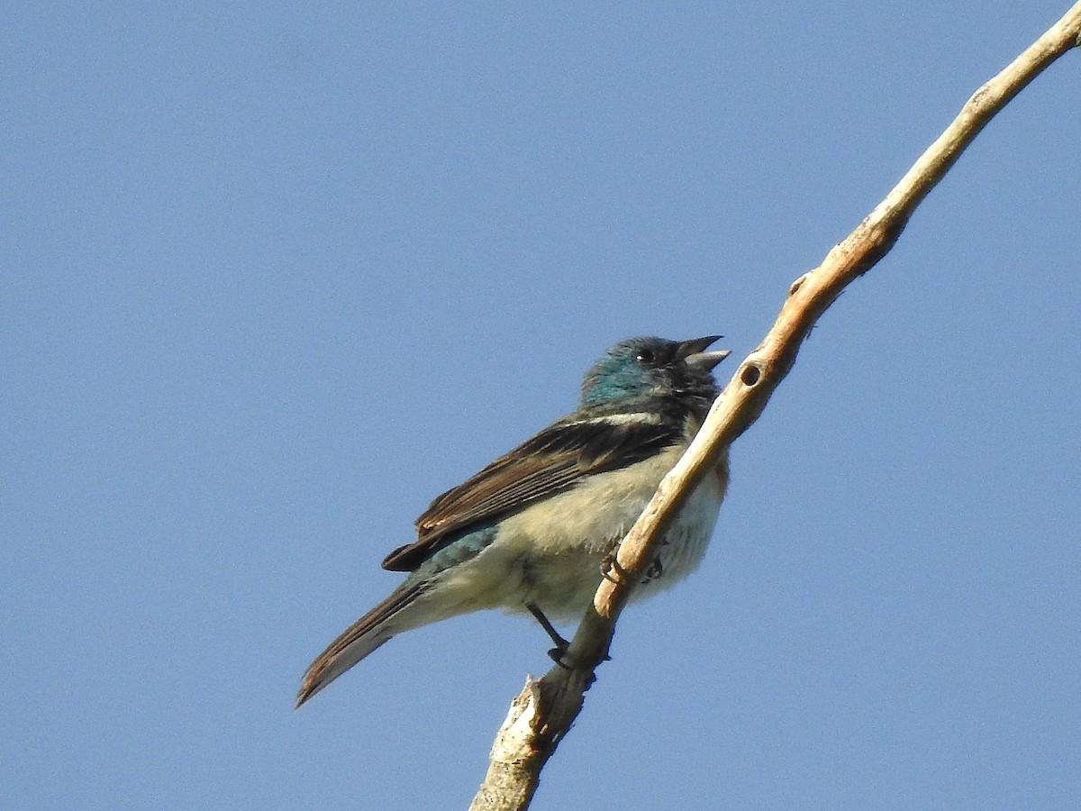 Lazuli Bunting - ML638327410
