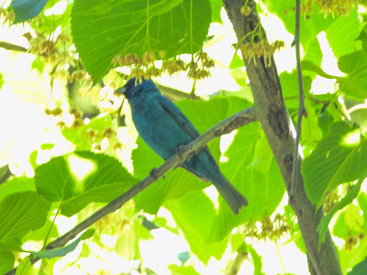 Indigo Bunting - ML638327418