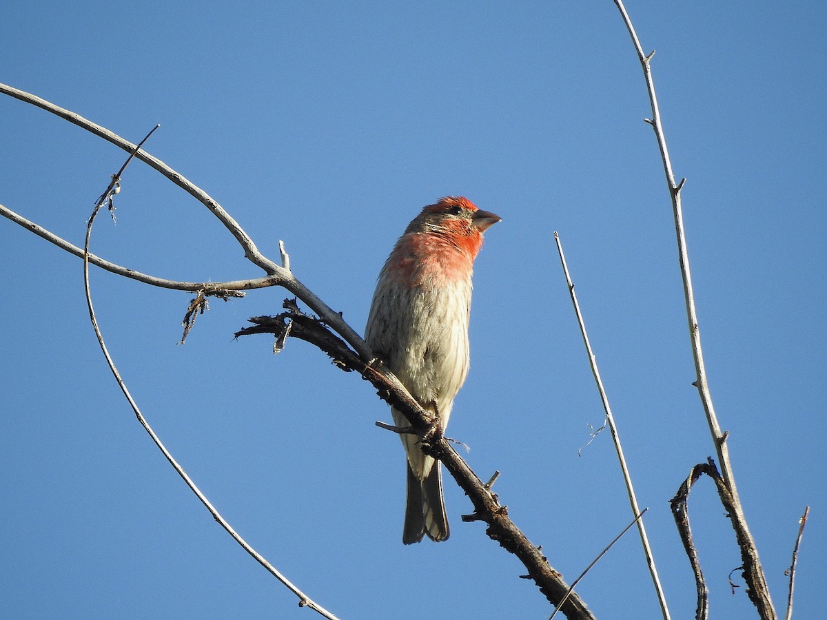 House Finch - ML638327420
