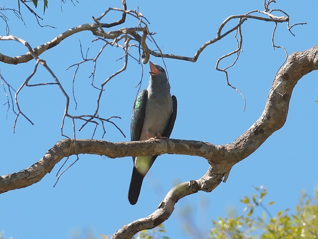 Carraca Curol - ML638327439