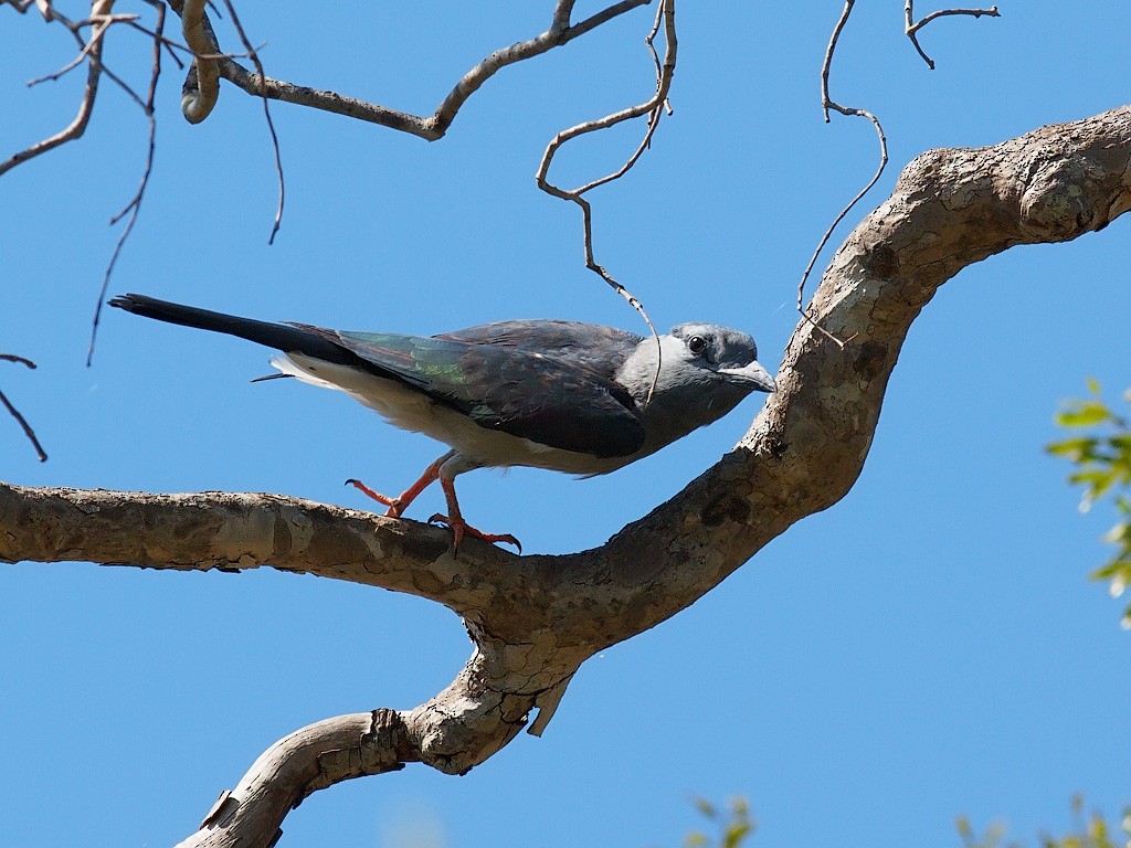 Carraca Curol - ML638327440