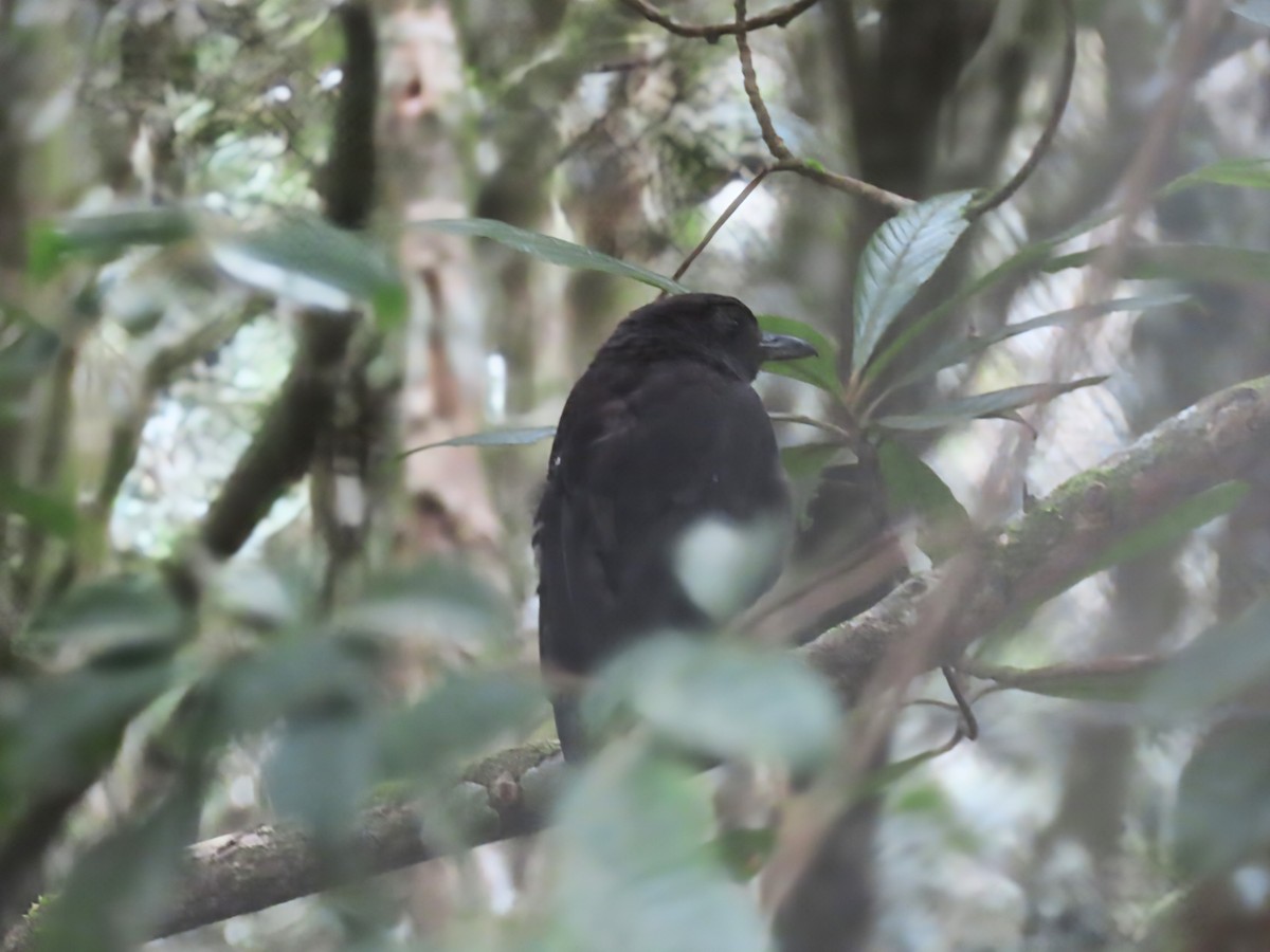 Bornean Whistling-Thrush - ML638327447