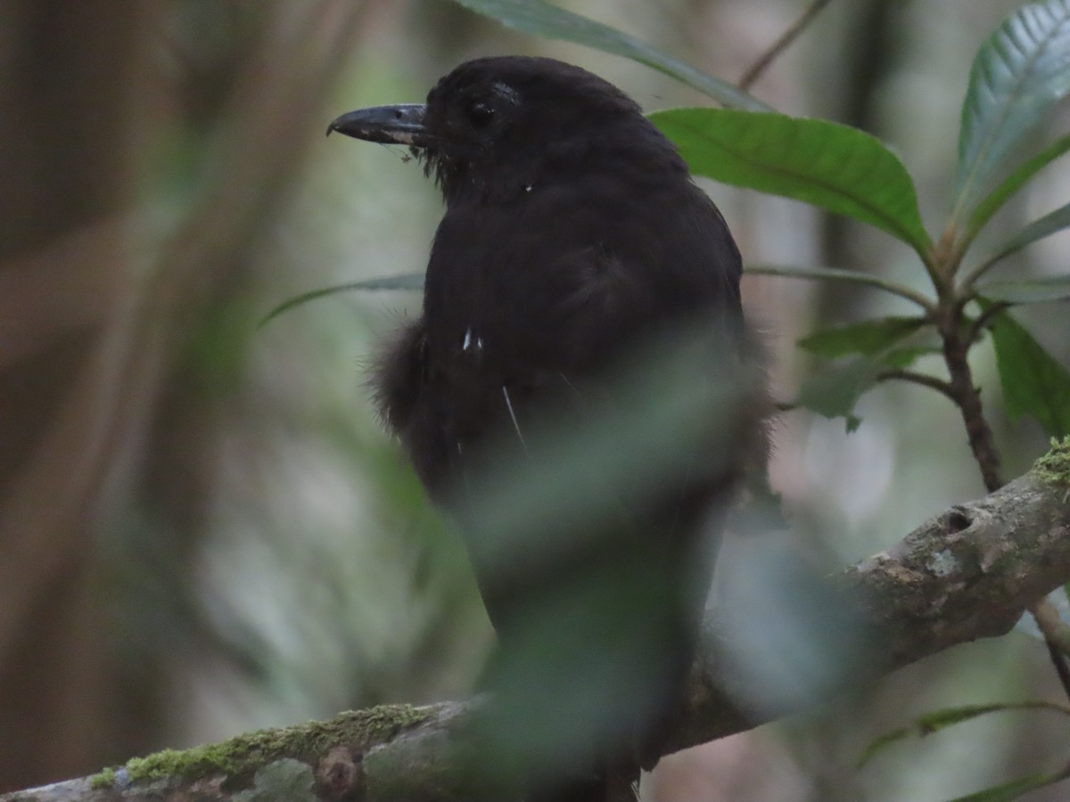 Bornean Whistling-Thrush - ML638327449