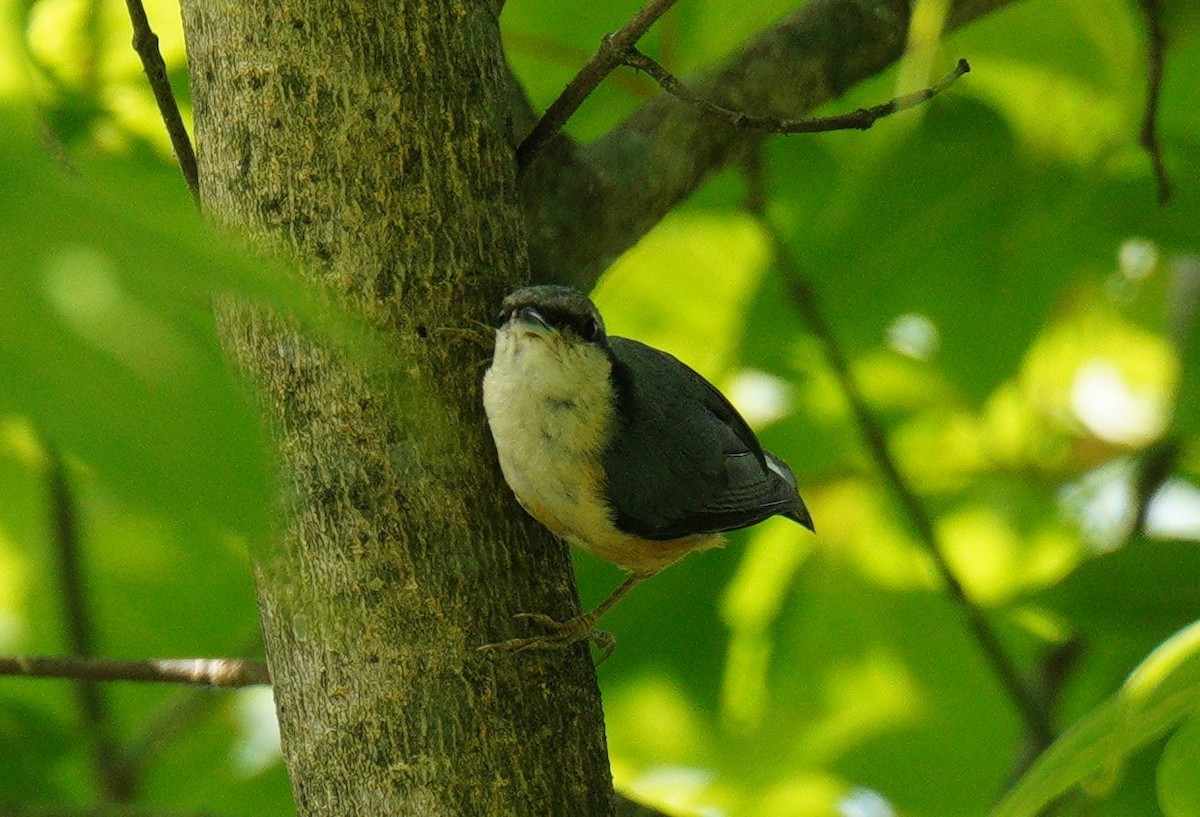 Chestnut-bellied Nuthatch - ML638327474