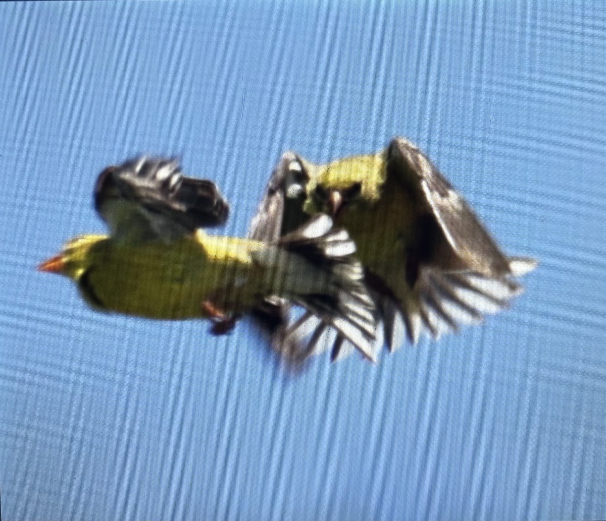 American Goldfinch - ML638327477