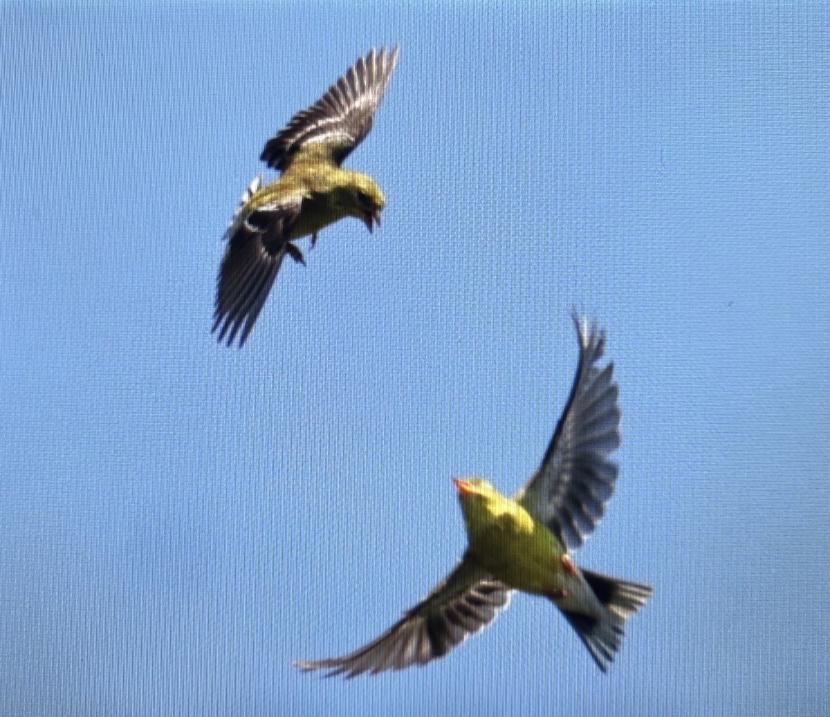 American Goldfinch - ML638327478