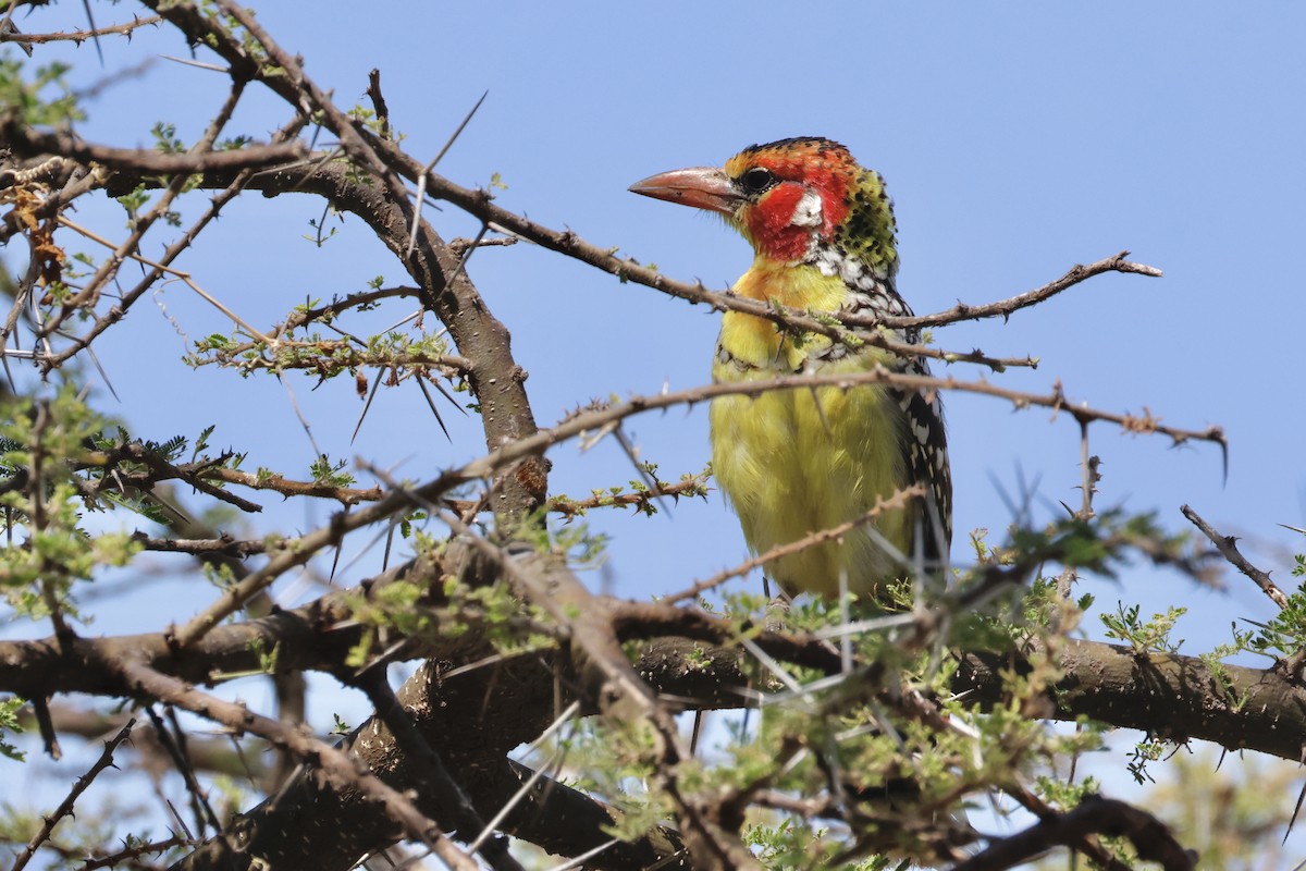 Red-and-yellow Barbet - ML638327489