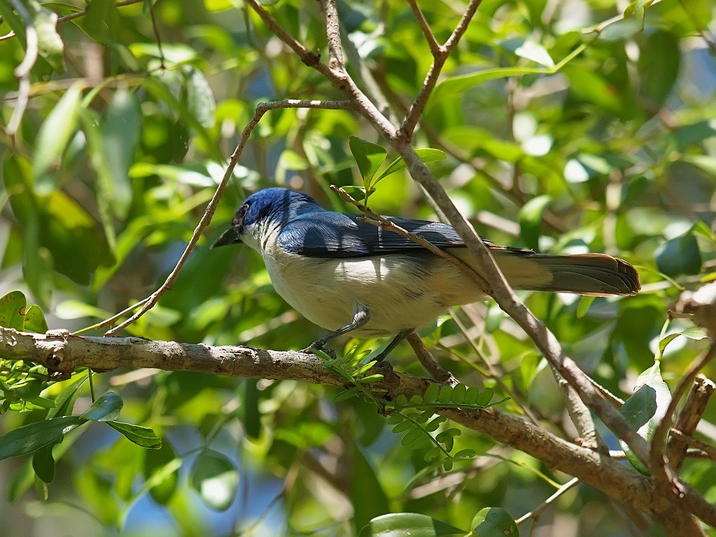 Madagascar Blue Vanga - ML638327498