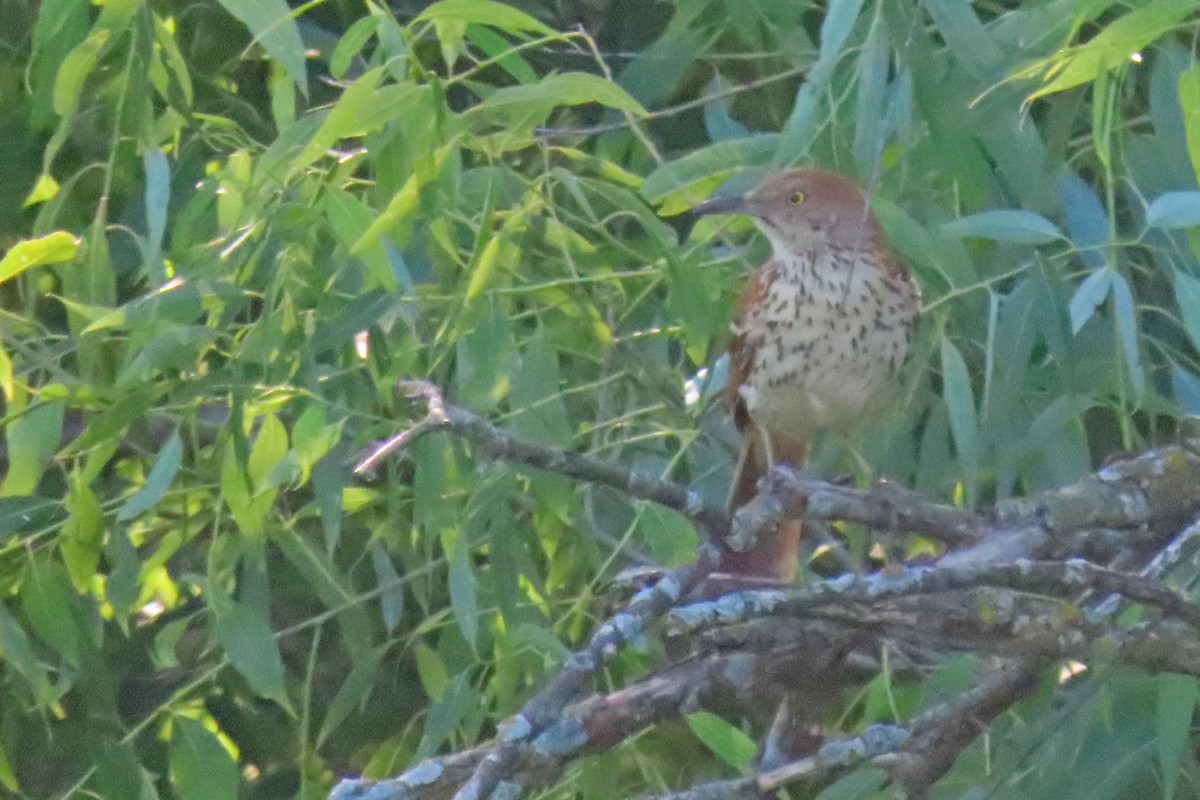 Brown Thrasher - ML638327510