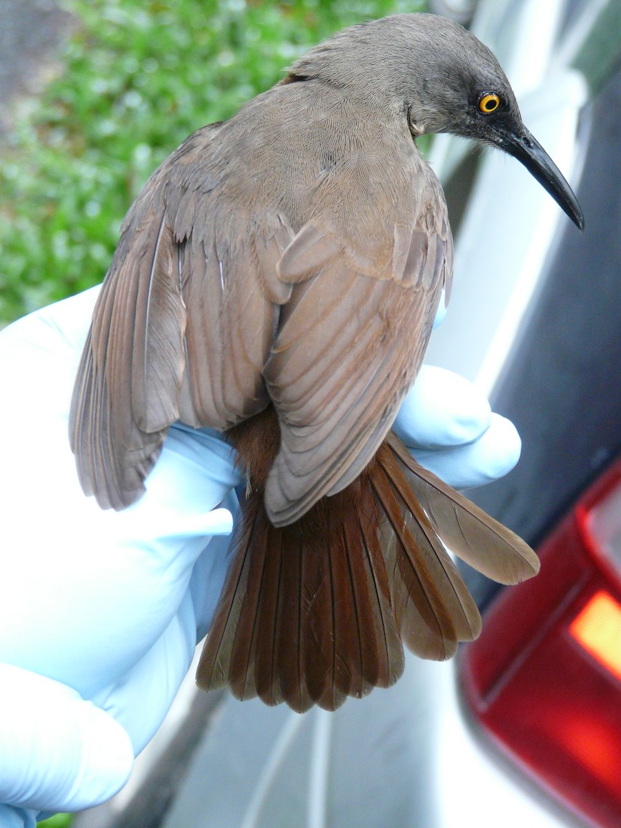 Brown Trembler - ML638327512