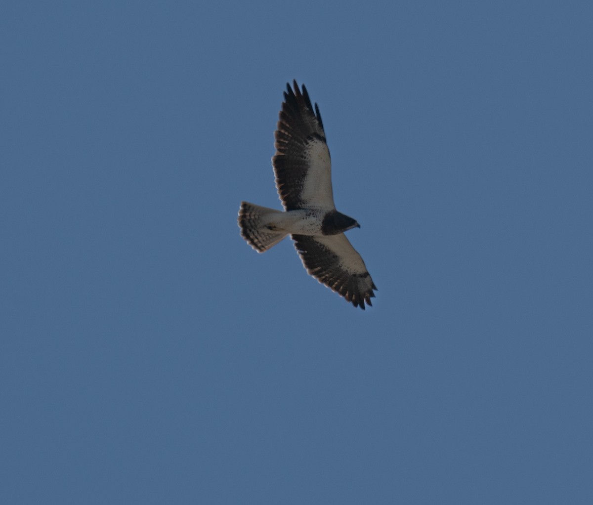 Swainson's Hawk - ML638327516