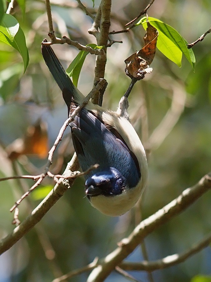 Madagascar Blue Vanga - ML638327519