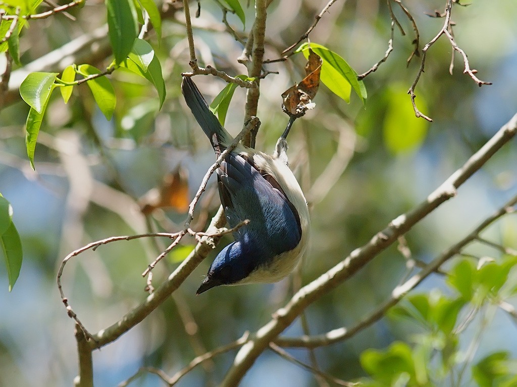 Madagascar Blue Vanga - ML638327520