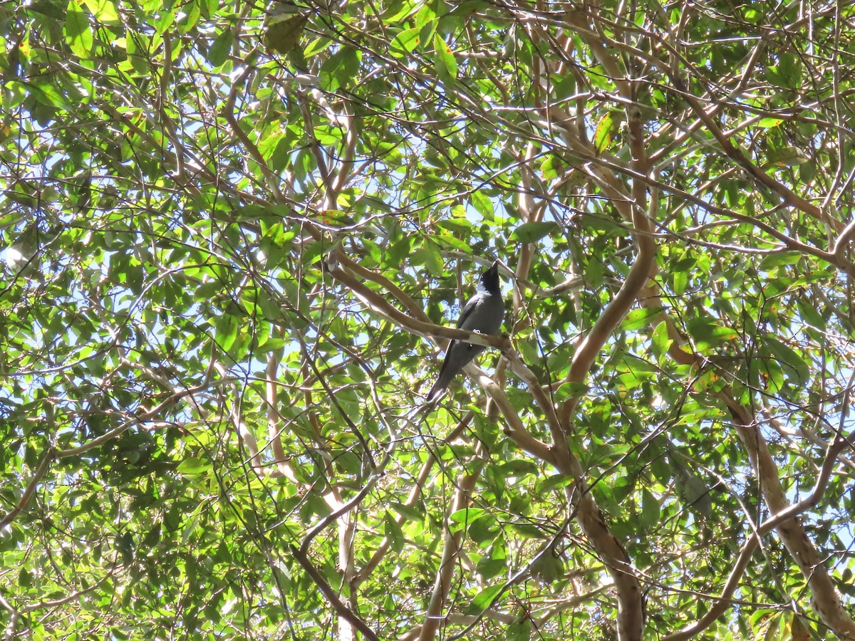 Sunda Cuckooshrike - ML638327524