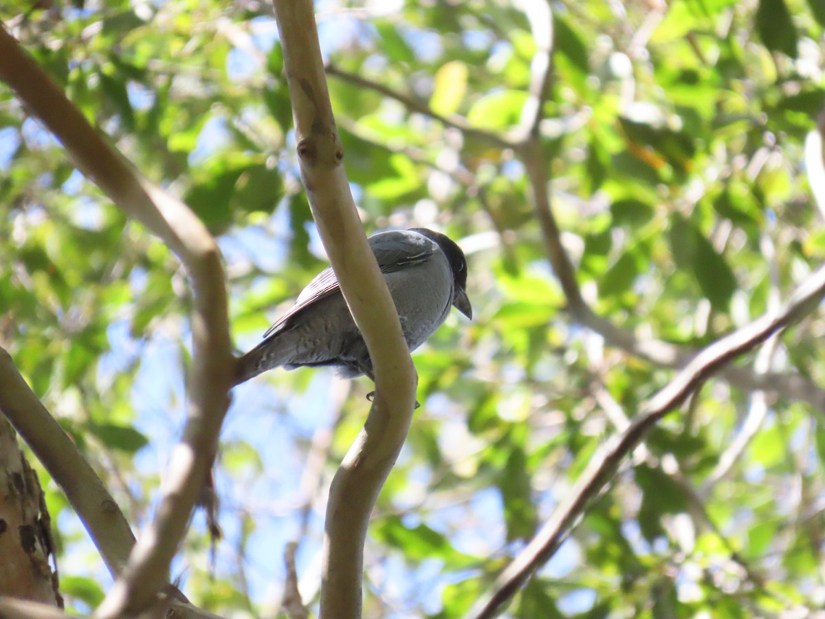 Sunda Cuckooshrike - ML638327525
