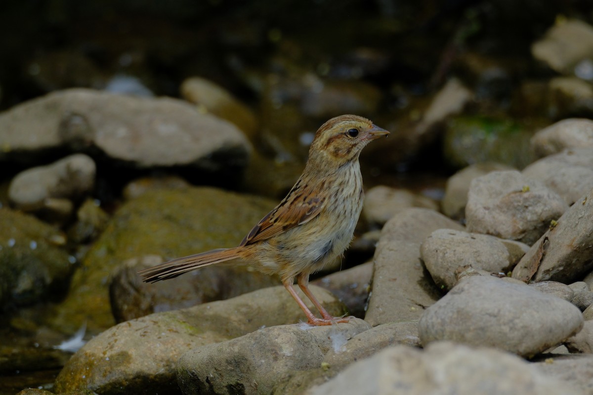 Swamp Sparrow - ML638327528