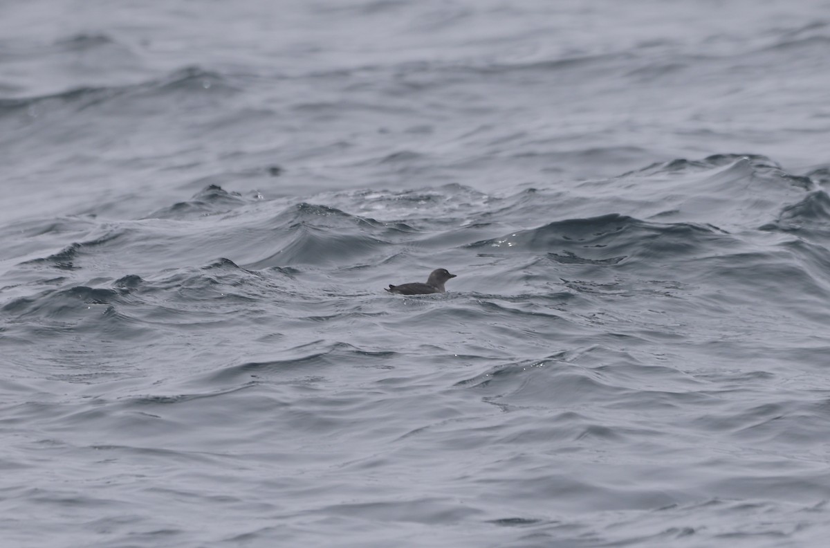 Cassin's Auklet - ML638327537