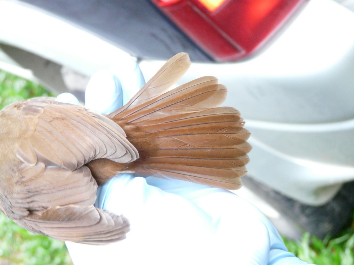 Brown Trembler - ML638327541