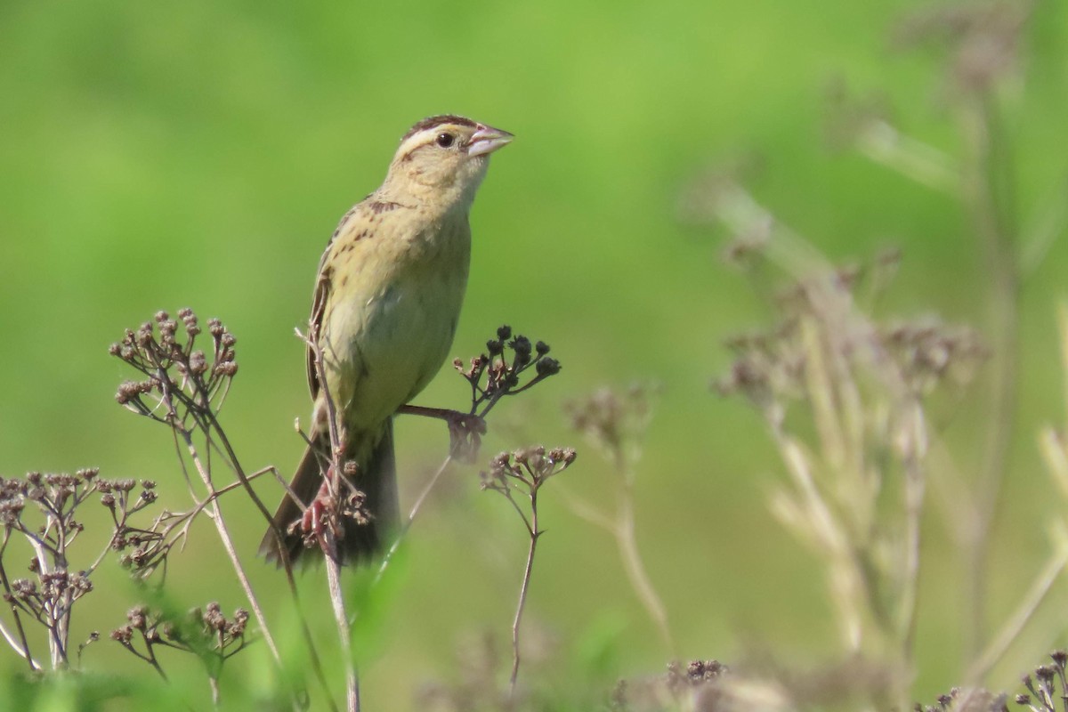 bobolink - ML638327549