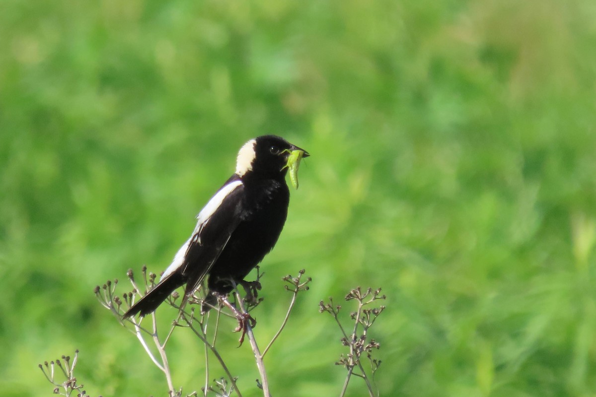 bobolink - ML638327550
