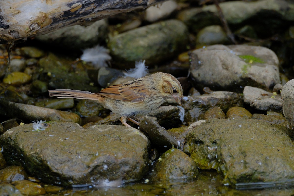 Swamp Sparrow - ML638327554