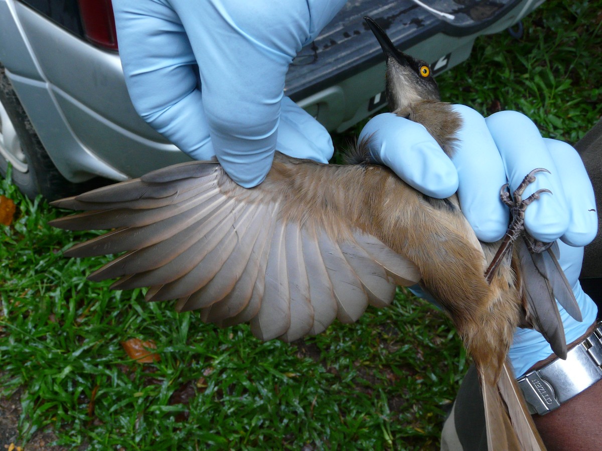 Brown Trembler - ML638327559
