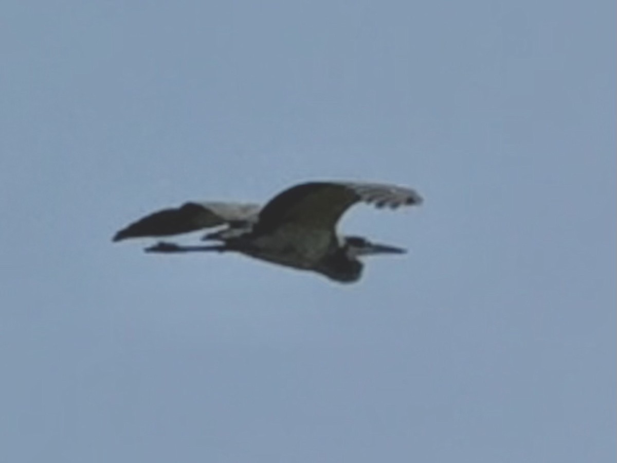 Black-headed Heron - ML638327560
