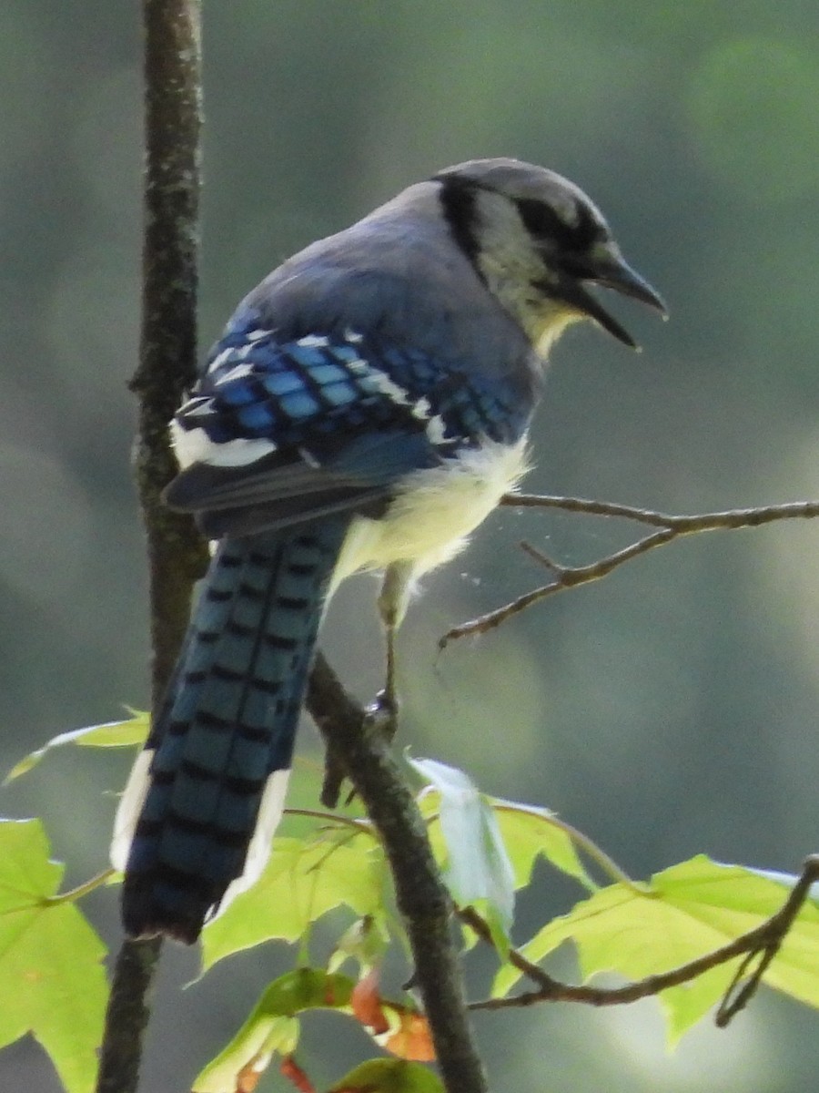 Geai bleu - ML638327565