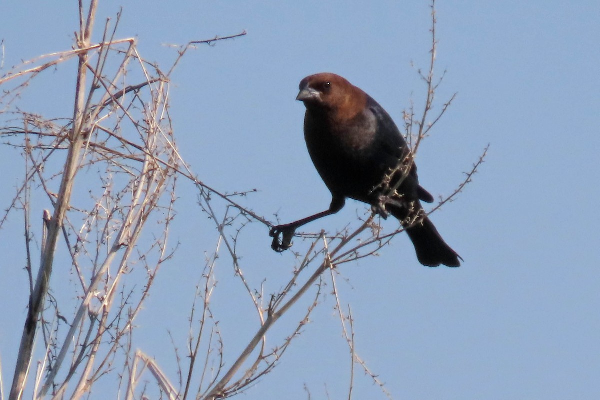 Brown-headed Cowbird - ML638327566