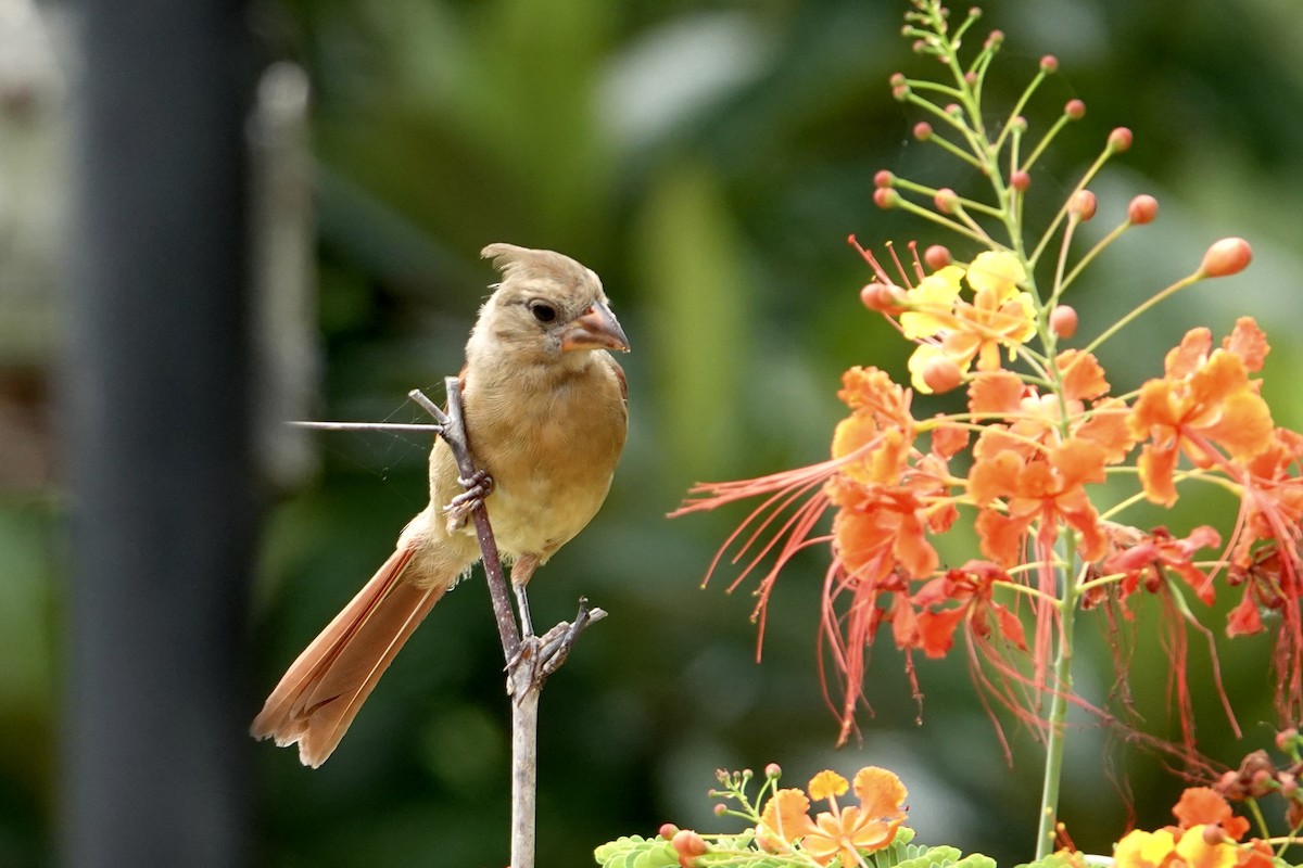 Northern Cardinal - ML638327571