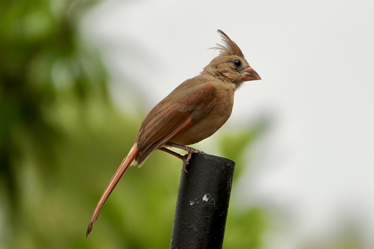 Northern Cardinal - ML638327573