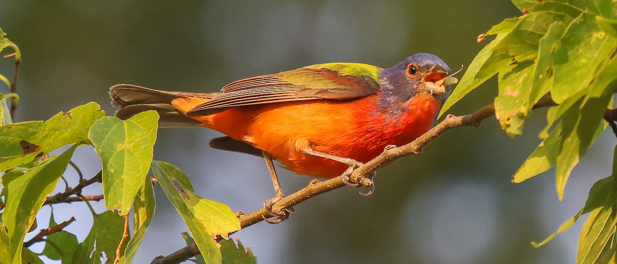 Passerin nonpareil - ML638327577