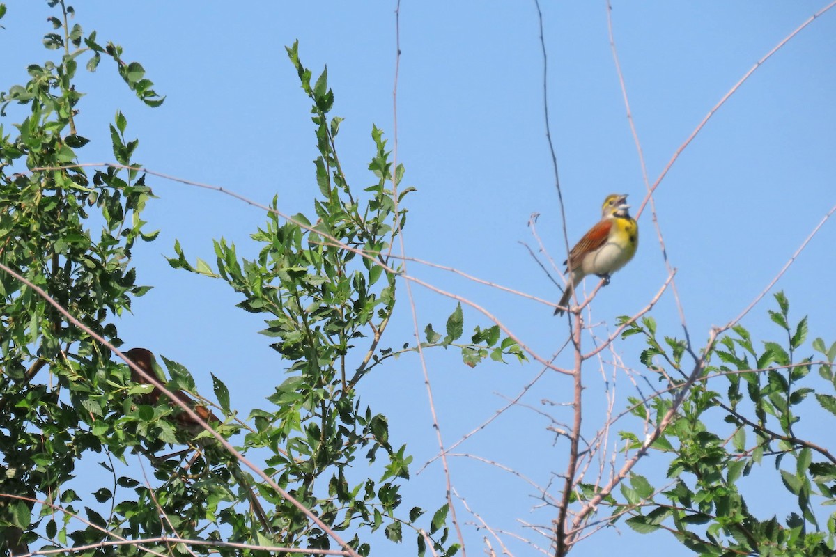 Dickcissel - ML638327578
