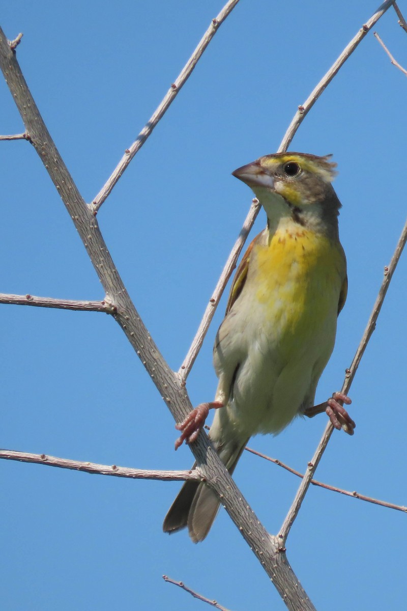 Dickcissel - ML638327579