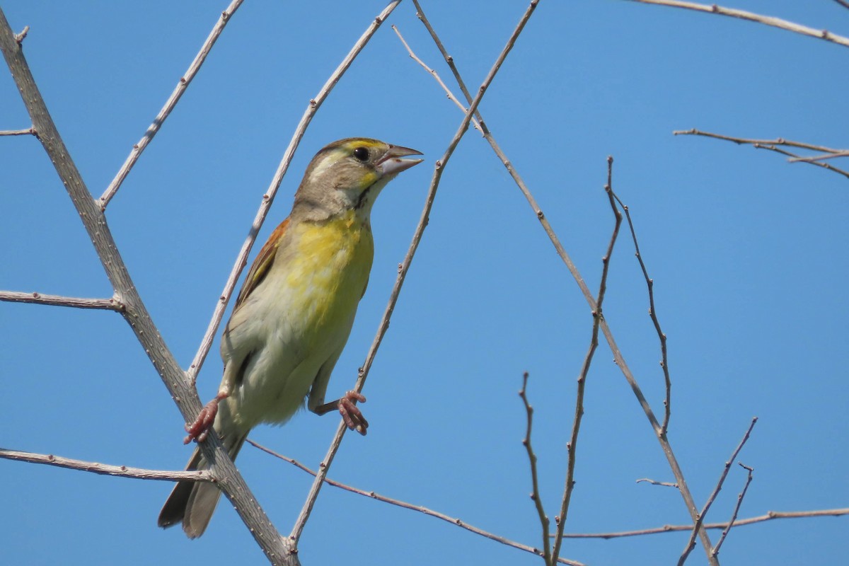 Dickcissel - ML638327580