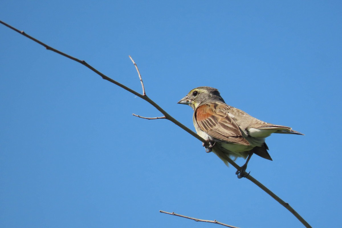 Dickcissel - ML638327581
