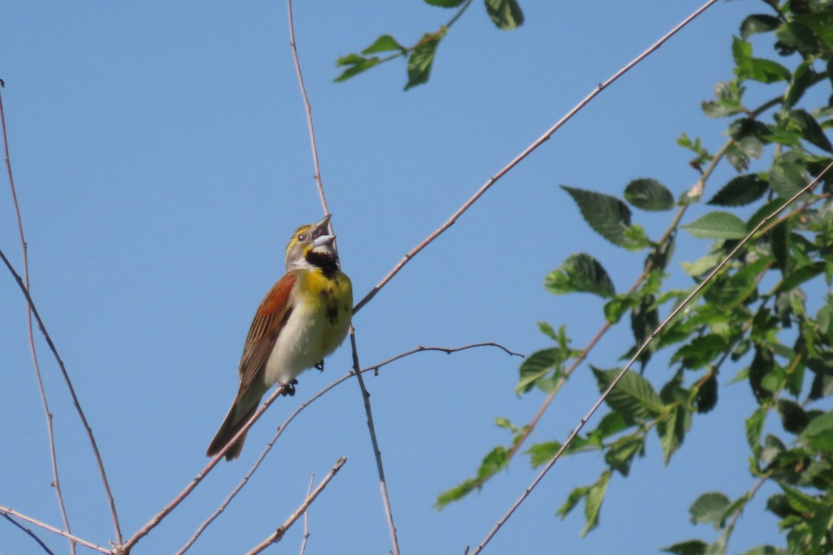 Dickcissel - ML638327582