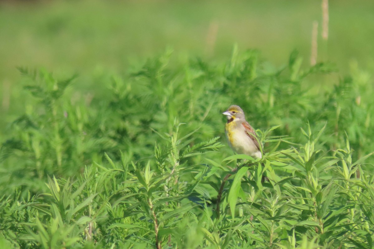 Dickcissel - ML638327583