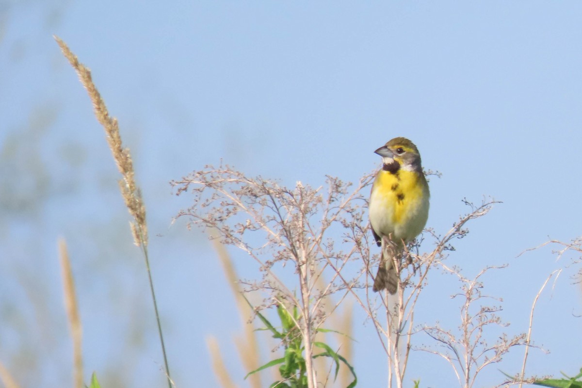 Dickcissel - ML638327584