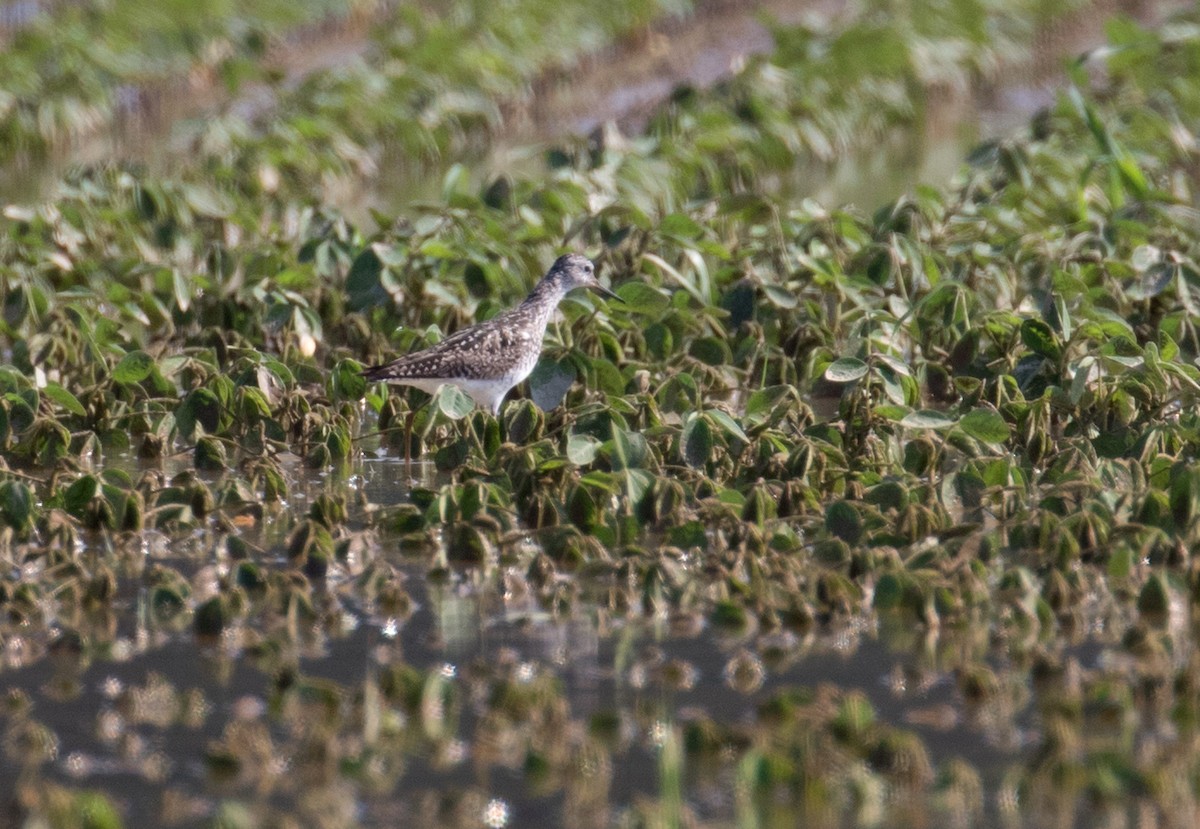 gulbeinsnipe - ML638327596