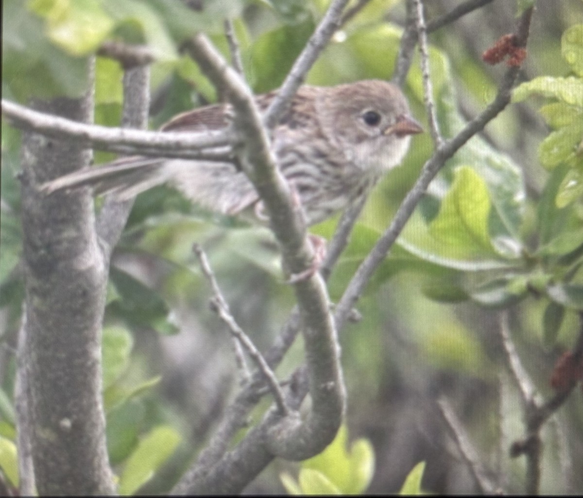 Field Sparrow - ML638327598