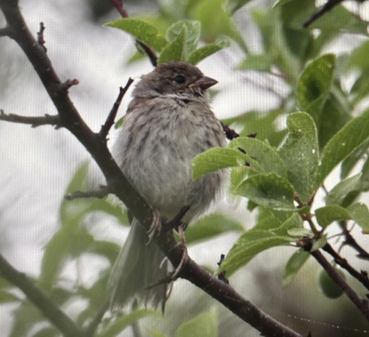 Field Sparrow - ML638327599