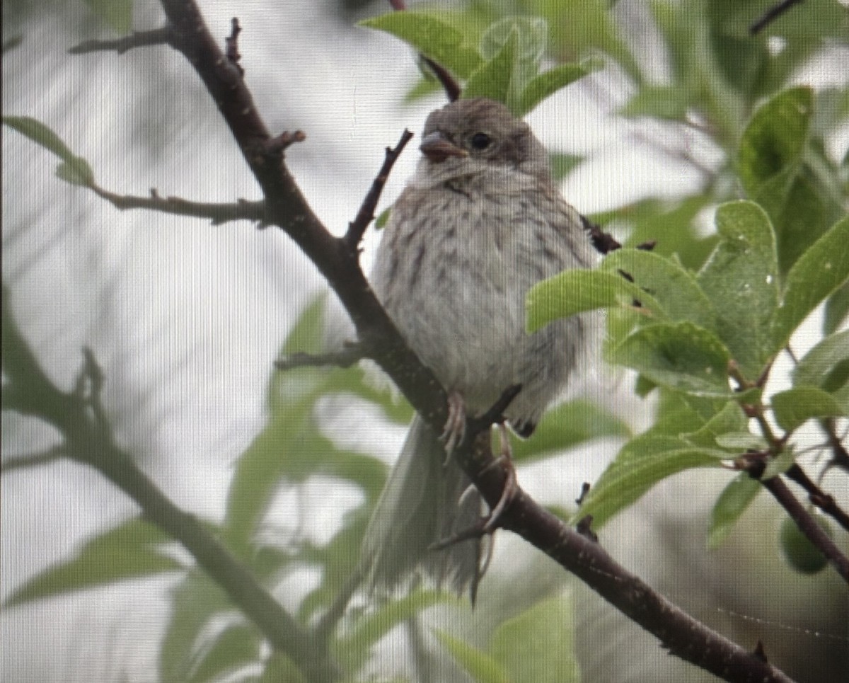 Field Sparrow - ML638327600