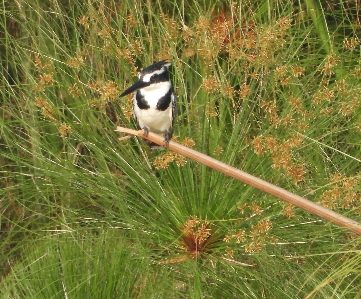 Pied Kingfisher - ML638327603